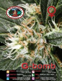 Big Buddha Seeds G Bomb - 5 feminisierte Samen