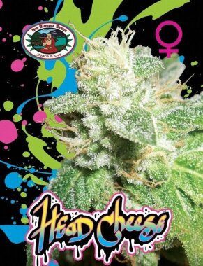 Big Buddha Seeds Head Cheese - 5 feminisierte Samen