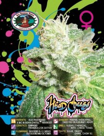 Big Buddha Seeds Head Cheese - 5 feminized seeds