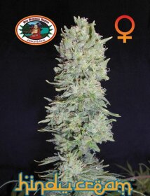 Big Buddha Seeds Hindu Cream - 5 feminized seeds