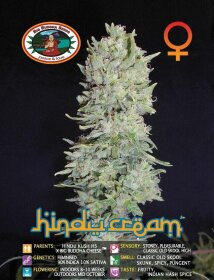 Big Buddha Seeds Hindu Cream - 5 feminisierte Samen