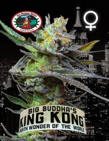 Big Buddha Seeds King Kong - 5 feminisierte Samen