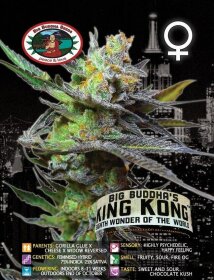 Big Buddha Seeds King Kong - 5 feminized seeds