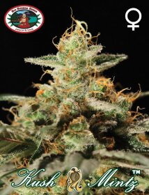 Big Buddha Seeds Kush Mintz - 5 feminized seeds