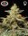 Big Buddha Seeds Kush Mintz - 5 feminisierte Samen