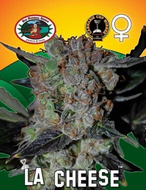 Big Buddha Seeds LA Cheese - 5 feminisierte Samen