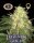 Big Buddha Seeds Legends Gold - 5 feminisierte Samen