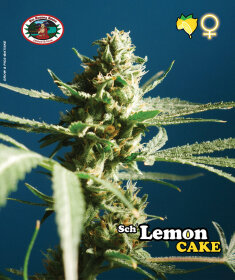 Big Buddha Seeds Sch Lemon Cake - 5 feminized seeds