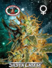 Big Buddha Seeds Silver Cheese - 5 feminized seeds