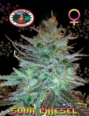 Big Buddha Seeds Sour CHIESEL - 5 feminisierte Samen