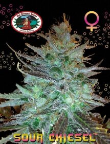 Big Buddha Seeds Sour CHIESEL - 5 feminized seeds