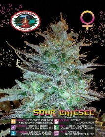 Big Buddha Seeds Sour CHIESEL - 5 feminisierte Samen