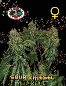 Big Buddha Seeds Sour CHIESEL AUTOMATIC - 5 automated seeds