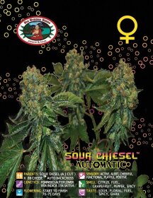 Big Buddha Seeds Sour CHIESEL AUTOMATIC - 5 automated seeds