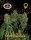 Big Buddha Seeds Sour CHIESEL AUTOMATIC - 5 autoflowering Samen