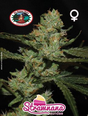 Big Buddha Seeds Strawnana Sundae - 5 feminisierte Samen