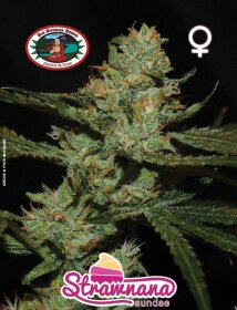 Big Buddha Seeds Strawnana Sundae - 5 feminized seeds