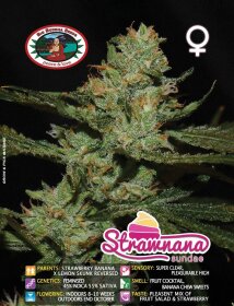 Big Buddha Seeds Strawnana Sundae - 5 feminized seeds