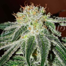 Delicious Seeds Black Russian ® - 3 feminized seeds