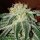 Delicious Seeds Black Russian ® - 3 feminisierte Samen