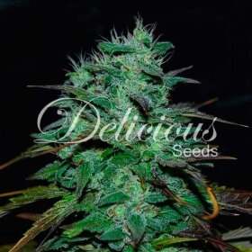 Delicious Seeds Chocobang ® - 3 feminized seeds