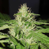 Delicious Seeds Chocobang ® - 3 feminized seeds