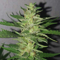 Delicious Seeds Chocobang ® - 3 feminisierte Samen