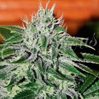 Delicious Seeds Critical Jack Herer - 3 feminisierte Samen