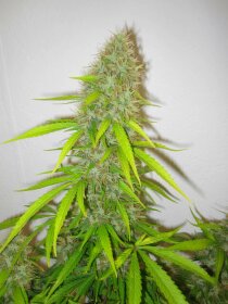 Delicious Seeds Critical Jack Herer - 3 feminisierte Samen