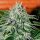 Delicious Seeds Critical Jack Herer - 3 feminisierte Samen