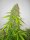 Delicious Seeds Critical Jack Herer - 3 feminisierte Samen