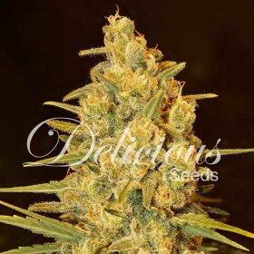 Delicious Seeds Critical Sensi Star - 3 feminized seeds