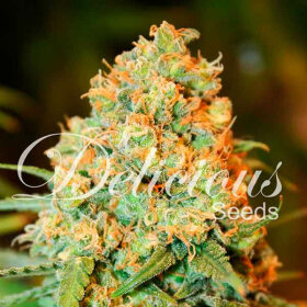 Delicious Seeds Critical Super Silver Haze ® - 3 feminized seeds