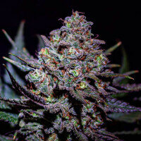 Delicious Seeds Critical Super Silver Haze ® - 3 feminized seeds