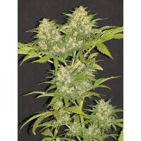 Delicious Seeds Critical Super Silver Haze ® - 3 feminisierte Samen