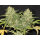 Delicious Seeds Critical Super Silver Haze ® - 3 feminisierte Samen