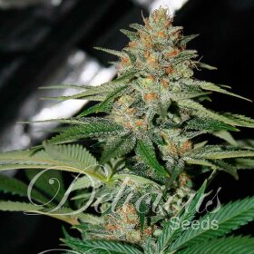 Delicious Seeds Delicious Candy ® - 3 feminized seeds