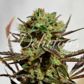 Delicious Seeds Delicious Candy ® - 3 feminized seeds