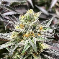 Delicious Seeds Delicious Cookies - 3 feminized seeds