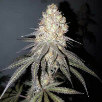 Delicious Seeds Delicious Cookies - 3 feminized seeds