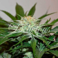 Delicious Seeds Descojack ® - 3 feminized seeds