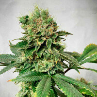 Delicious Seeds Descojack ® - 3 feminized seeds