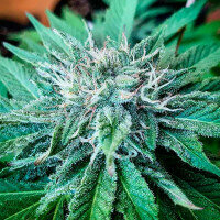 Delicious Seeds Descojack ® - 3 feminisierte Samen