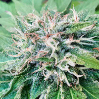 Delicious Seeds Descojack ® - 3 feminisierte Samen