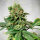 Delicious Seeds Descojack ® - 3 feminisierte Samen