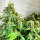 Delicious Seeds Descojack ® - 3 feminisierte Samen