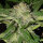 Delicious Seeds Descojack ® - 3 feminisierte Samen