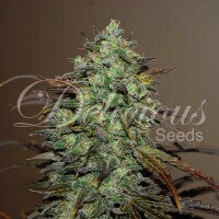 Delicious Seeds Eleven Roses ® - 3 feminized seeds