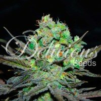 Delicious Seeds Eleven Roses ® - 3 feminized seeds