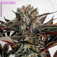 Delicious Seeds Eleven Roses ® - 3 feminisierte Samen